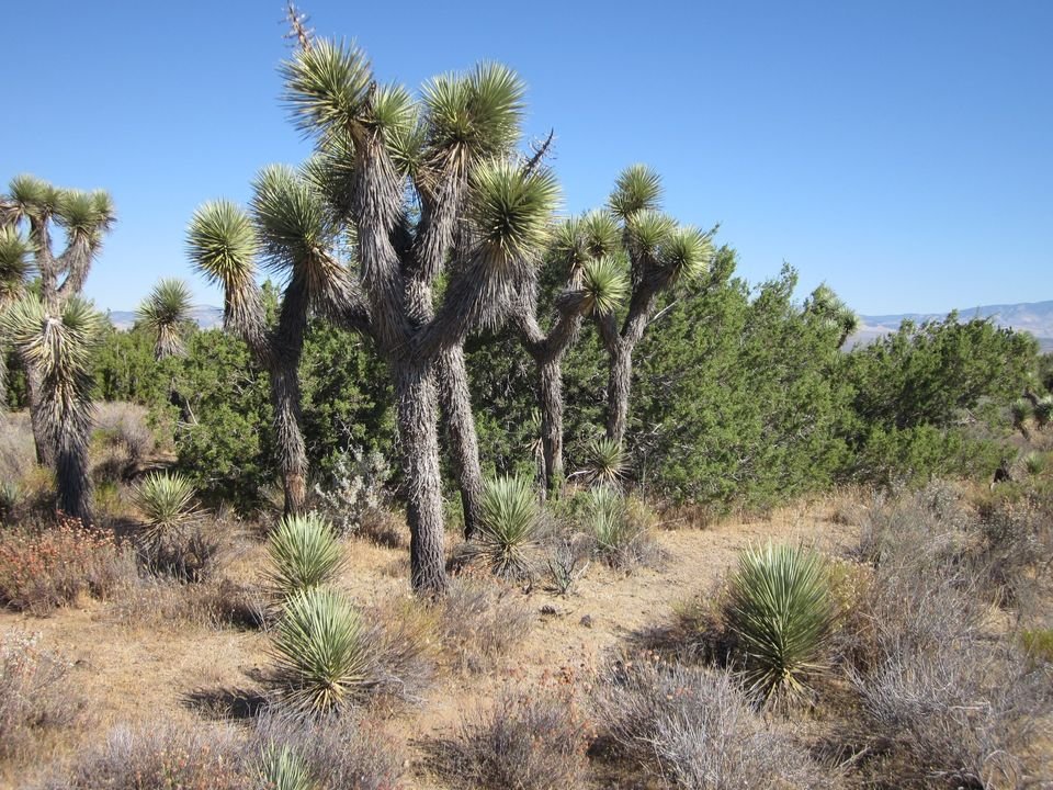 Arthur B. Ripley Desert Woodland State Park