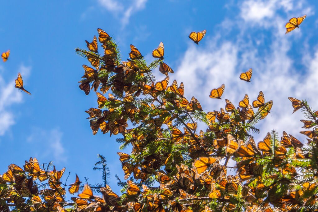 things to do in california in may