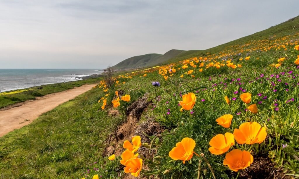 harmony headlands state park