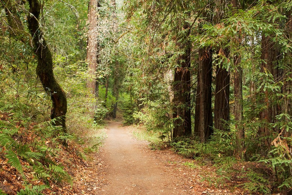 bothe-napa valley state park